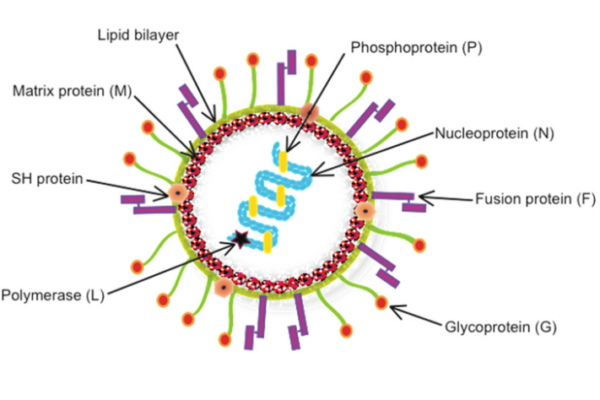 Human Metapneumovirus (HMPV) Situation in India